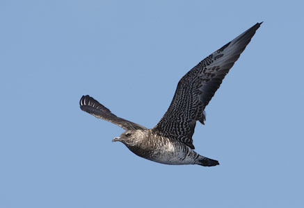 Pomarine Skua (Stercorarius pomarinus) photo image