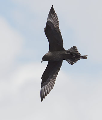 Pomarine Skua (Stercorarius pomarinus) photo image