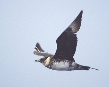 Pomarine Skua (Stercorarius pomarinus) photo image