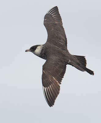 Pomarine Skua (Stercorarius pomarinus) photo image
