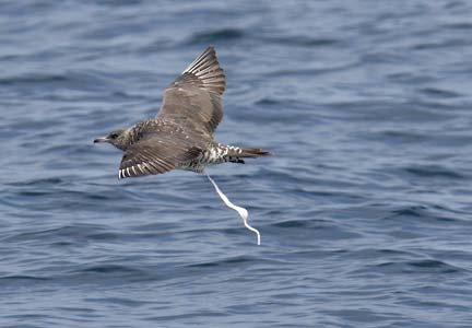 Pomarine Skua (Stercorarius pomarinus) photo image