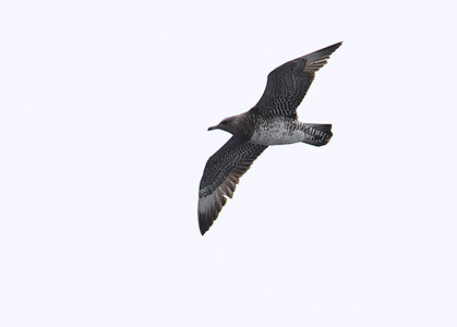 Pomarine Skua (Stercorarius pomarinus) photo image