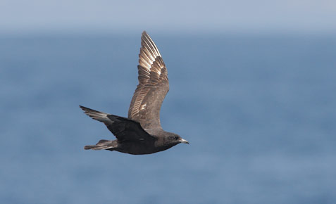 Pomarine Skua (Stercorarius pomarinus) photo image