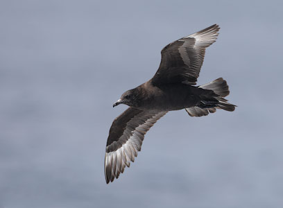 Pomarine Skua (Stercorarius pomarinus) photo image