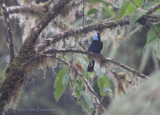 Azure-hooded Jay (Cyanolyca cucullata) photo image