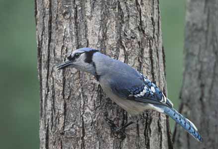 Blue Jay (Cyanocitta cristata) photo image