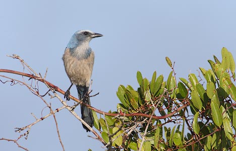 Florida Scrub Jay (Aphelocoma coerulescens) photo image