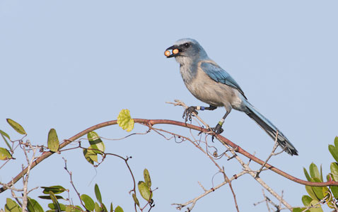Florida Scrub-Jay (Aphelocoma coerulescens) photo