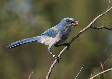 Florida Scrub-Jay (Aphelocoma coerulescens) photo