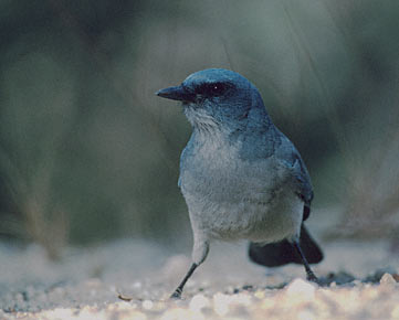 Mexican Jay (Aphelocoma ultramarina) photo image