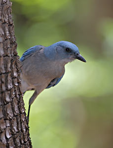 Mexican Jay (Aphelocoma ultramarina) photo image