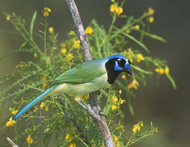 Green Jay (Cyanocorax luxuosus) photo image