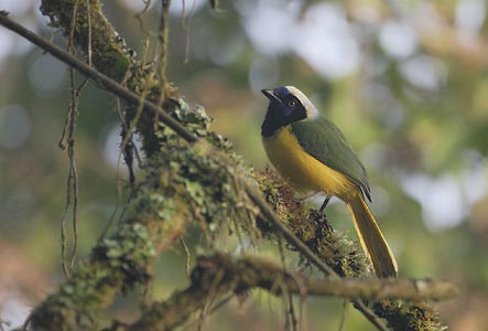 Green Jay (Cyanocorax luxuosus) photo image