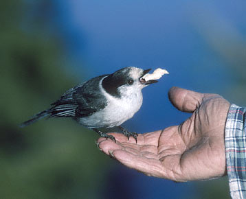 Gray Jay (Perisoreus canadensis) photo