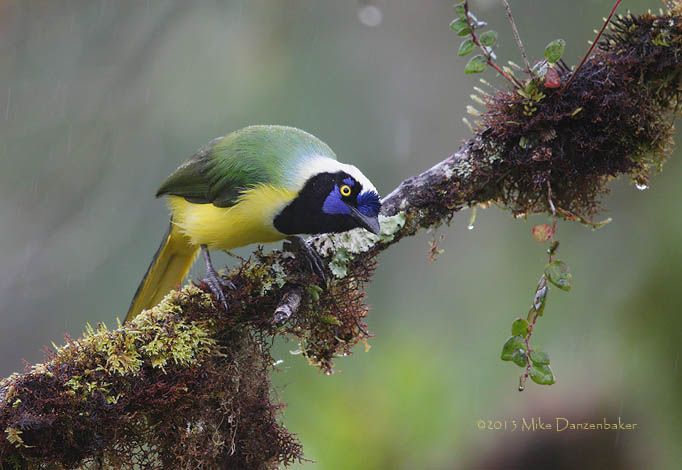 Inca Jay (Cyanocorax yncas) photo