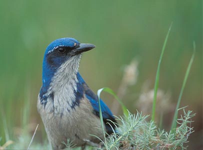 Island Scrub Jay (Aphelocoma insularis) photo image