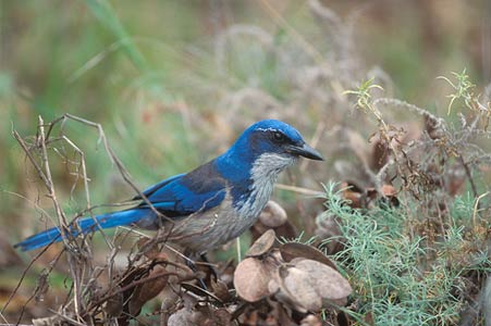 Island Scrub Jay (Aphelocoma insularis) photo image