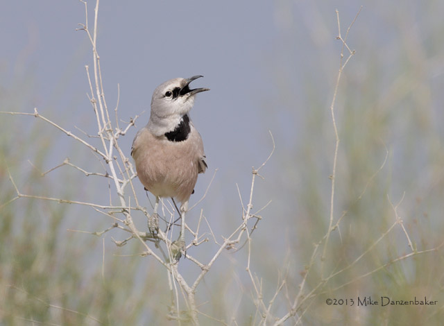 Pander's Ground Jay (Podoces panderi) photo