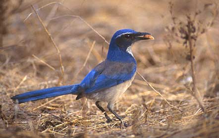 California Scrub Jay (Aphelocoma californica) photo image