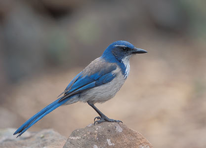 California Scrub Jay (Aphelocoma californica) photo image