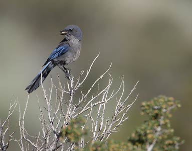 California Scrub Jay (Aphelocoma californica) photo image