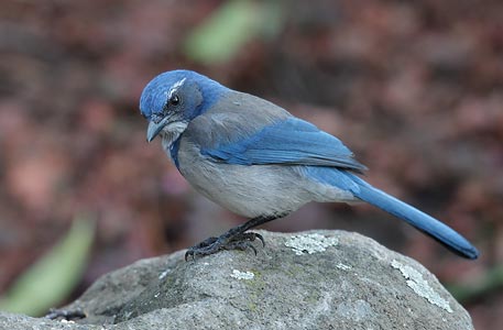 California Scrub Jay (Aphelocoma californica) photo image