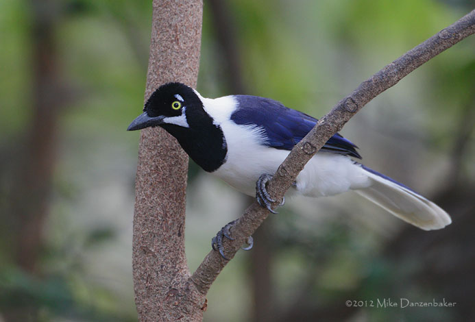 White-tailed Jay (Cyanocorax mystacalis) photo