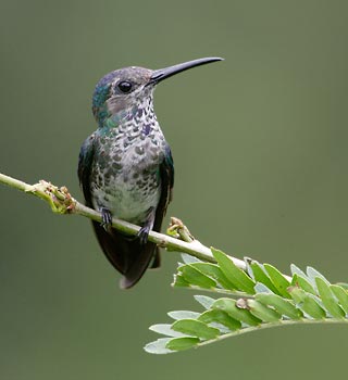 White-necked Jacobin (Florisuga mellivora) photo image