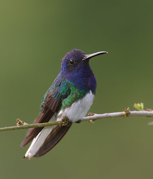 White-necked Jacobin (Florisuga mellivora) photo image