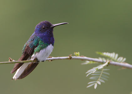 White-necked Jacobin (Florisuga mellivora) photo image