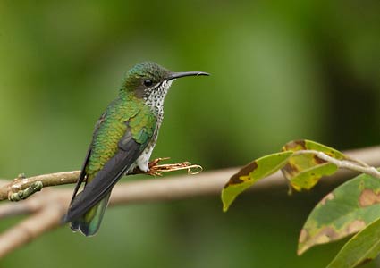 White-necked Jacobin (Florisuga mellivora) photo image