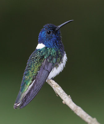 White-necked Jacobin (Florisuga mellivora) photo image