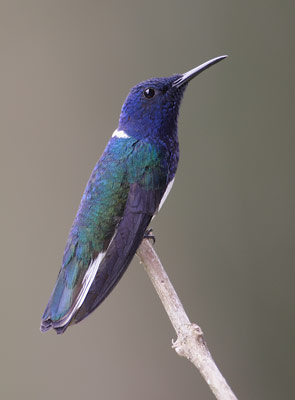 White-necked Jacobin (Florisuga mellivora) photo image