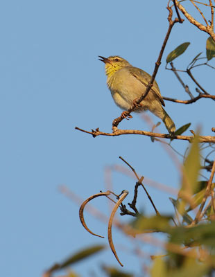 Stripe-throated Jery (Neomixis striatigula) photo