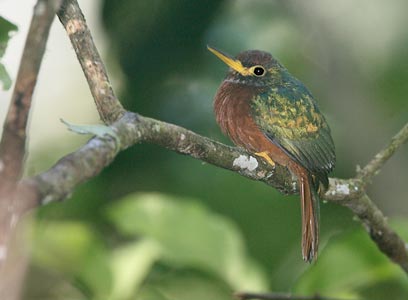 Yellow-billed Jacamar (Galbula albirostris) photo image