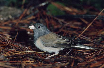Dark-eyed Junco (Junco hyemalis) photo image