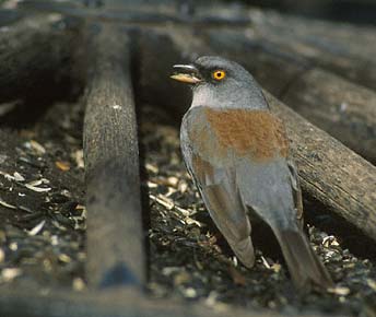 Yellow-eyed Junco (Junco phaeonotus) photo image
