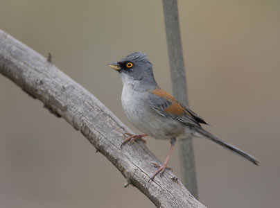 Yellow-eyed Junco (Junco phaeonotus) photo image