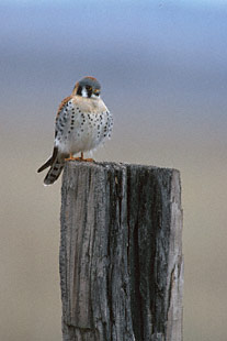 American Kestrel (Falco sparverius) photo image