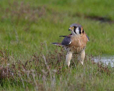 American Kestrel (Falco sparverius) photo image