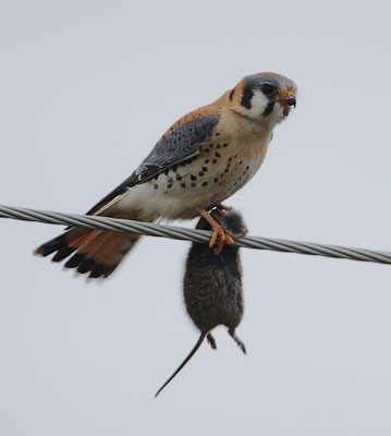 American Kestrel (Falco sparverius) photo image