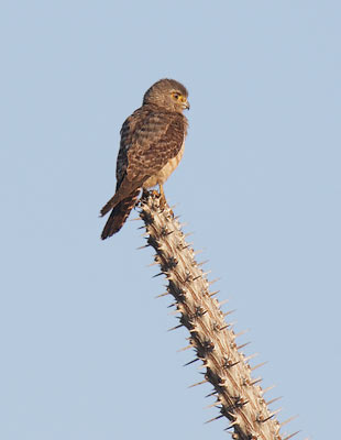 Banded Kestrel (Falco zoniventris) photo image