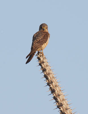 Banded Kestrel (Falco zoniventris) photo image
