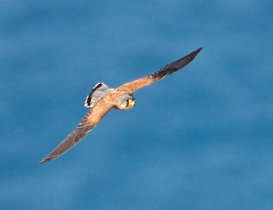 Common Kestrel (Falco tinnunculus) photo image