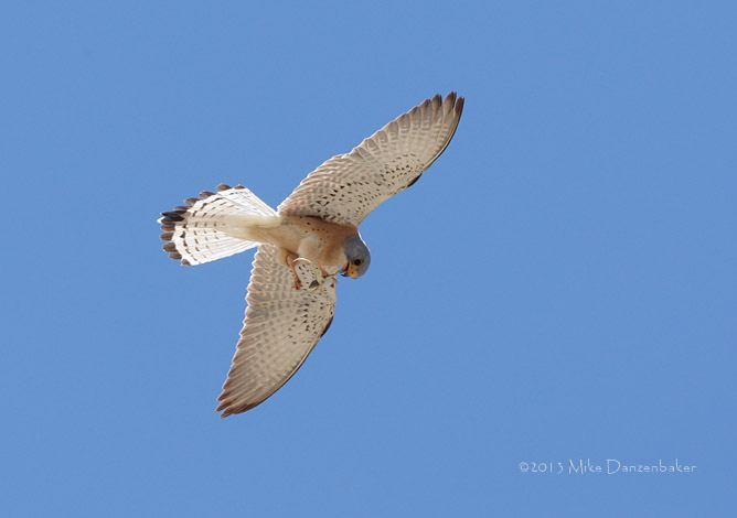 Lesser Kestrel (Falco naumanni) photo