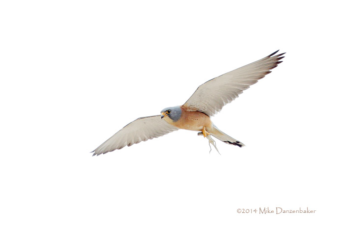 Lesser Kestrel (Falco naumanni) photo