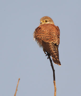 Malagasy Kestrel (Falco newtoni) photo