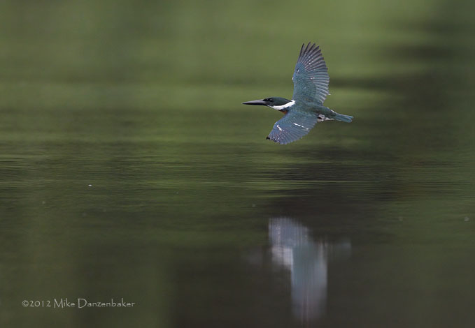Amazon Kingfisher (Chloroceryle amazona) photo image