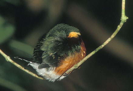 American Pygmy Kingfisher (Chloroceryle aenea) photo image