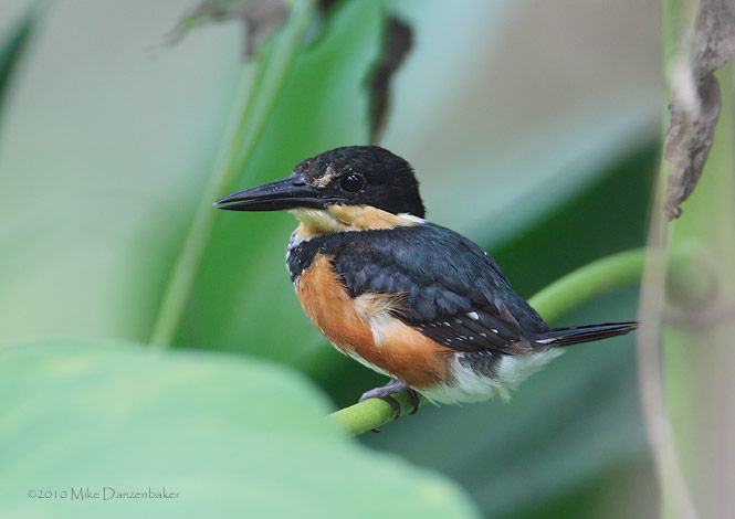 American Pygmy Kingfisher (Chloroceryle aenea) photo image